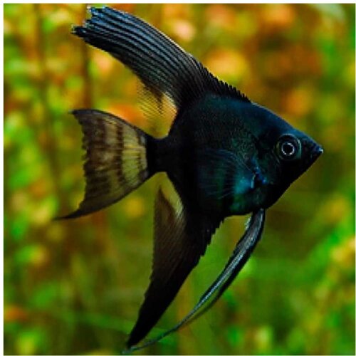 Akvarijum Centar black angelfish Cene