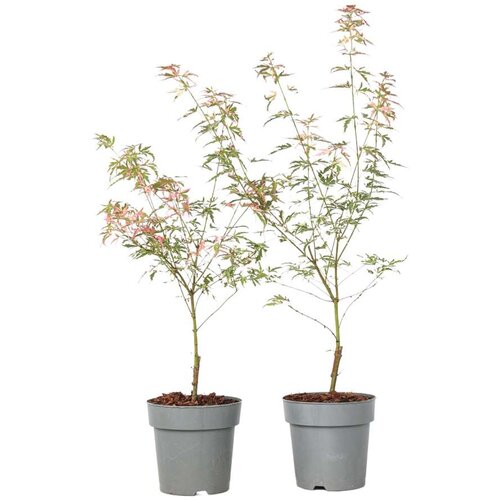 Plant in a Box japonski javor - 2 kos - acer palmatum 'taylor' - višina 35-55cm - ⌀15cm, (21757732) Cene