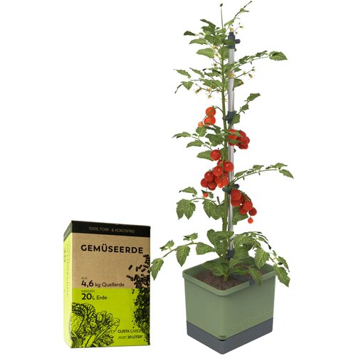 Gusta Garden TOM TOMATO z zemljo - temno zelena Slike