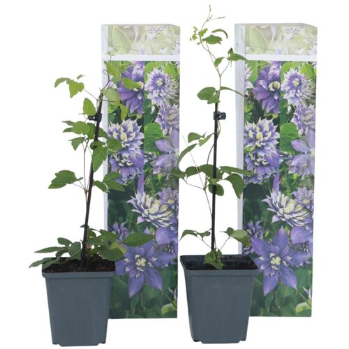 Plant in a Box srobot - 2 kos - clematis hybrid &amp;#039;taiga&amp;#039; - vi&amp;scaron;ina 25-40cm - ⌀9cm, (21757606) Slike