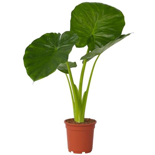 Plant in a Box alokazija - alocasia 'odora' - višina 55-75cm - ⌀17cm, (21757937) Cene