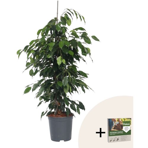 Plant in a Box fikus benjamin - ficus benjamina 'danielle' - višina 100-110cm - ⌀21cm, (21823637) Cene
