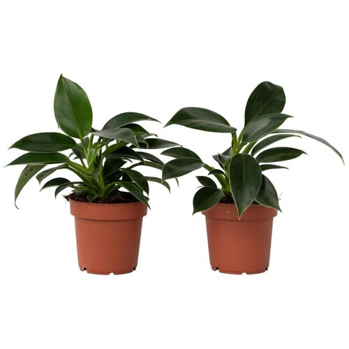 Plant in a Box filodendron - 2 kos - philodendron 'green princess' - višina 20-30cm - ⌀12cm, (21758042) Cene
