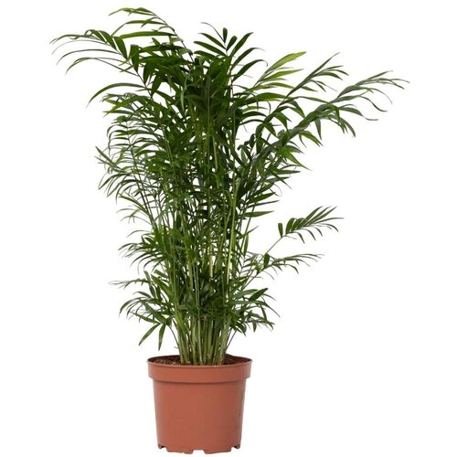 Plant in a Box gorska palma - chamaedorea elegans - višina 50-60cm - ⌀17cm, (21757901) Cene