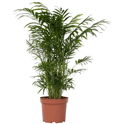 Plant in a Box gorska palma - chamaedorea elegans - višina 50-60cm - ⌀17cm, (21757901)