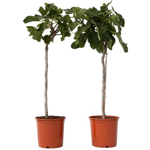Plant in a Box Figa - 2 kos - Ficus Carica - Višina 70-90cm - ⌀21cm, (21757738) Cene