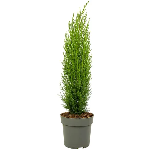 Plant in a Box Vednozelena cipresa - Cupressus sempervirens 'Totem' - Višina 60-80cm - ⌀19cm, (21757796)