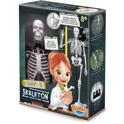  skelet – buki Cene