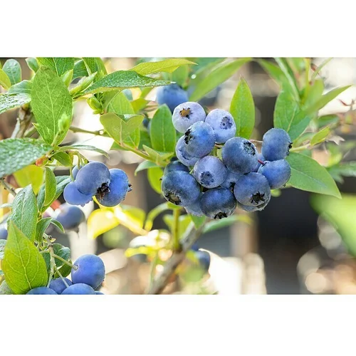 Piardino Sadnica borovnice (Vaccinium myrtillus, Veličina tegle: 12 cm)