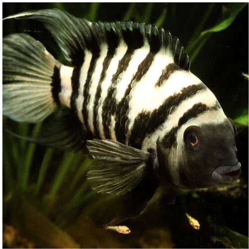 Akvarijum Centar Convict cichlid Cene