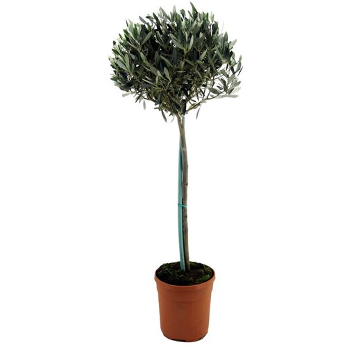 Plant in a Box oljka - olea europaea - višina 155-170cm - ⌀19cm, (21814284) Cene