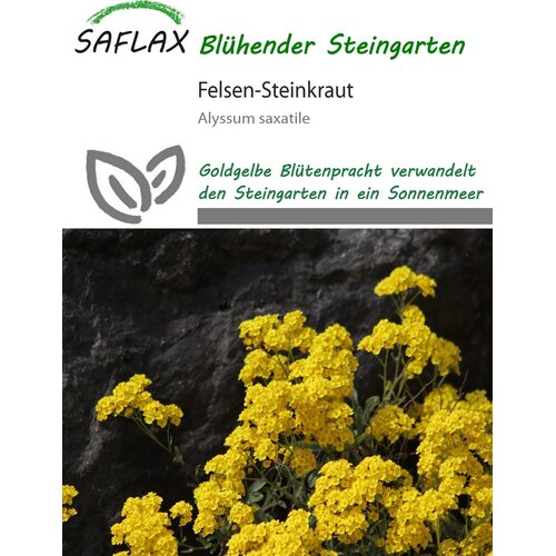 Saflax Skalni grobeljnik - 200 zrn. Cene