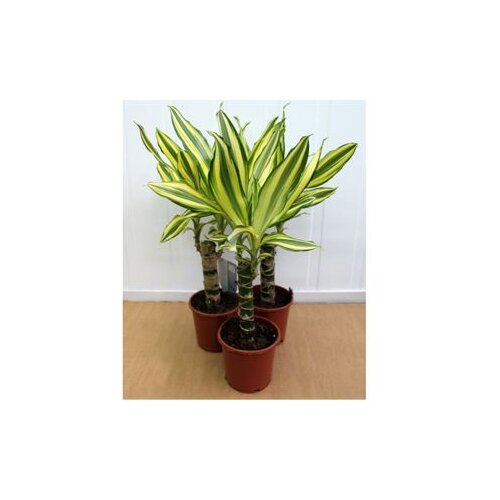  Dracena fr. Golden Coast x8 Cijene