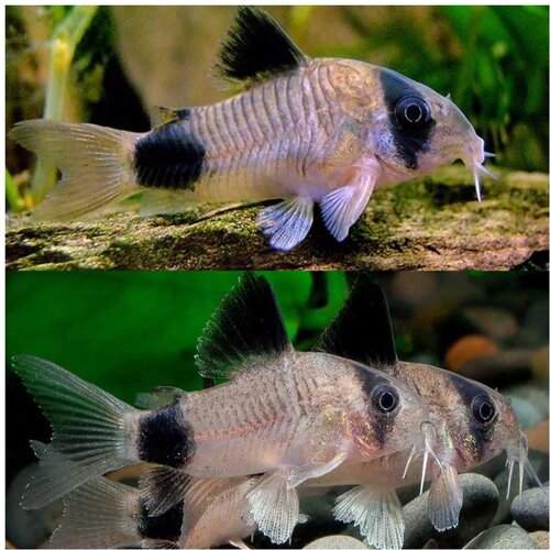 Akvarijum Centar Panda cory Cene