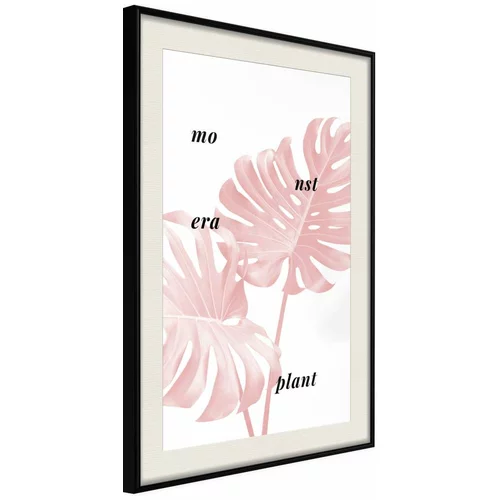  Poster - Pale Pink Monstera 40x60