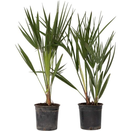 Plant in a Box evropska palma - 2 kos - chamaerops humilis - vi&amp;scaron;ina 50-60cm - ⌀15cm, (21757397) Slike
