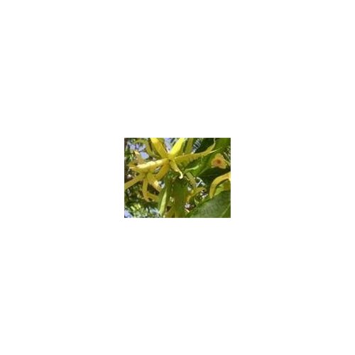 Oshadhi etericno ulje Ylang Ylang ekstra superior 5ml Slike
