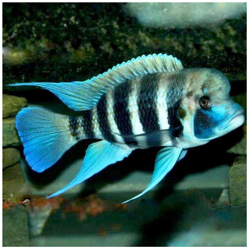 Akvarijum Centar Frontosa kigoma Cene