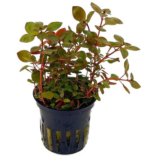 Rainforest ludwigia red skeleton Cene