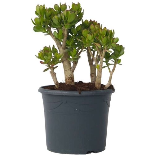 Plant in a Box okroglolistna tolstolistnica - crassula ovata 'minor' - višina 60-65cm - ⌀30cm, (21758132) Cene