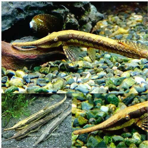 Akvarijum Centar Farlowella acus - Farlowella Cene