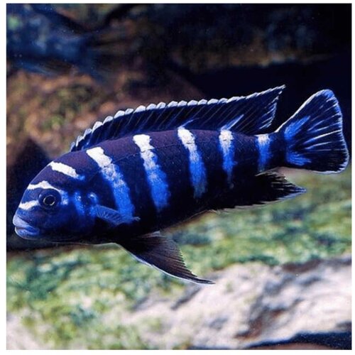 Akvarijum Centar Demasoni cichlid Cene