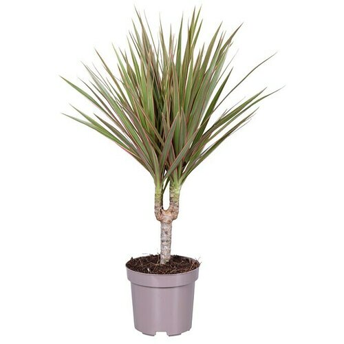 Piardino Dracena (Dracaena marginata, Veličina tegle: 17 cm) Cijene
