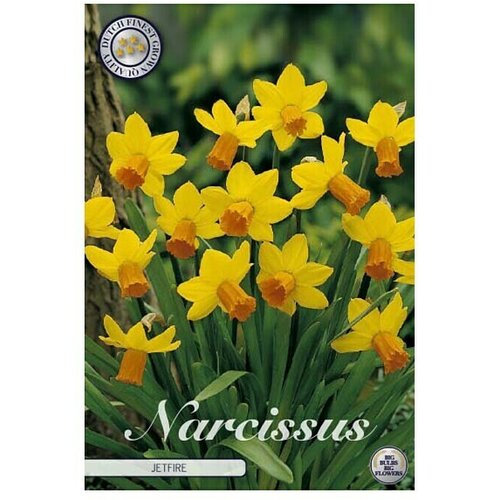  Cvjetne lukovice Narcisa Botanical Jetfire (Žuta, Botanički opis: Narcissus) Cijene