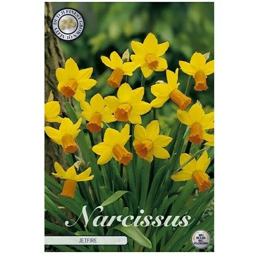  Cvjetne lukovice Narcisa Botanical Jetfire (Žuta, Botanički opis: Narcissus)