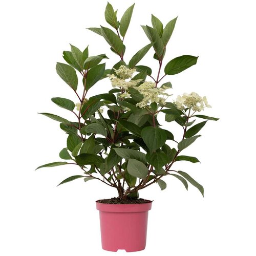 Plant in a Box hortenzija - hydrangea paniculata 'early harry' - višina 25-40cm - ⌀19cm, (21757795) Cene