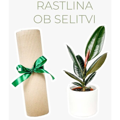 Dzungla plants rastlina ob selitvi (ficus elastica &amp;lsquo;abidjan&amp;rsquo;) Slike
