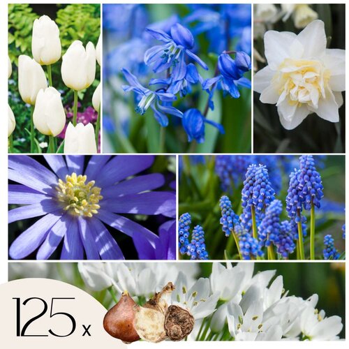 Plant in a Box Cvetlične čebulice 'Garden NJ Blue' - 125 kos - Allium Narcissus Muscari Tulipa, (21755659) Cene
