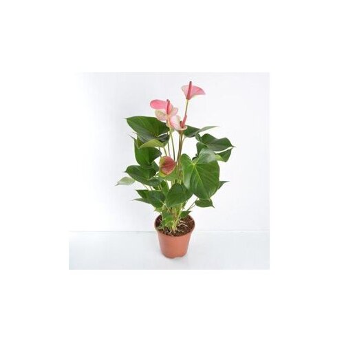  Anthurium mix x 10 Cijene