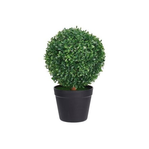  Biljka u saksiji &amp;scaron;im&amp;scaron;ir 35cm Slike