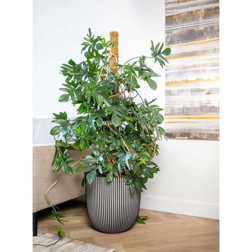 Capi Cvetlično korito Groove 35x34 antracitno, (20981129) Slike