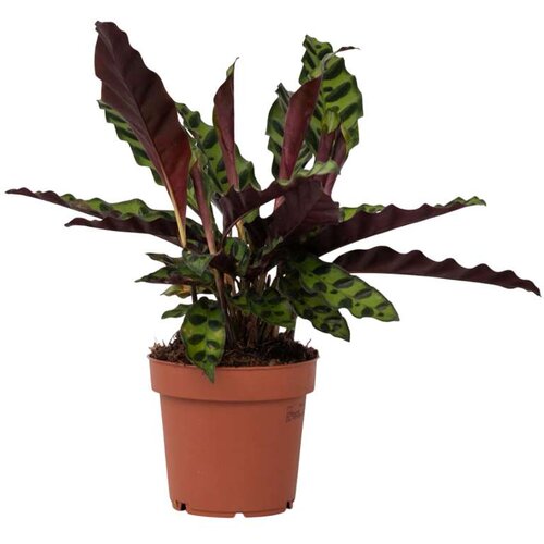 Plant in a Box kalateja - goeppertia insignis - višina 30-40cm - ⌀12cm, (21758024) Cene