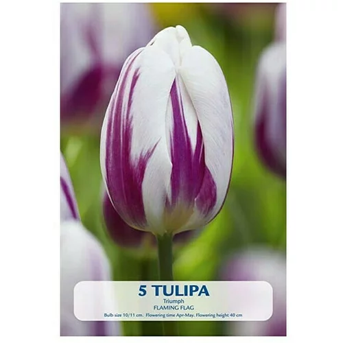  Cvjetne lukovice Tulip Triumph Flaming Flag Purple/White (Bijela, Botanički opis: Tulipa)