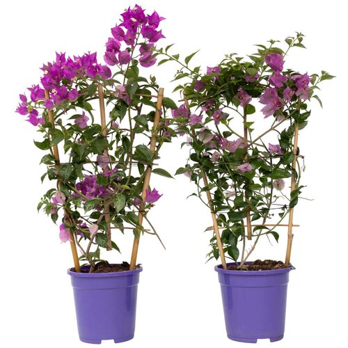 Plant in a Box Bugenvilija - 2 kos - Bougainvillea 'Alexandra' - Višina 50-60cm - ⌀17cm, (21778509) Cene