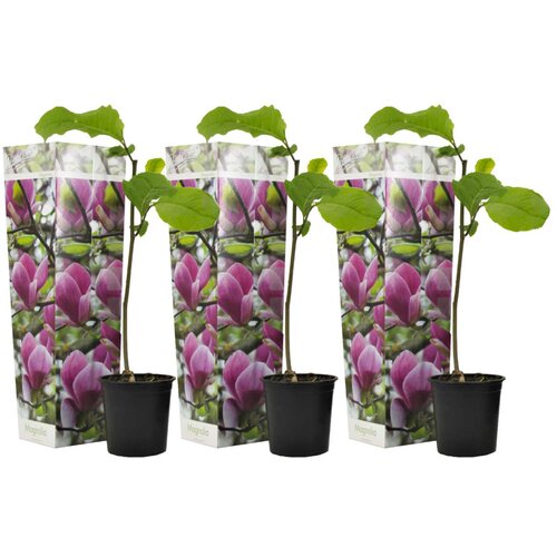 Plant in a Box magnolija - 3 kos - magnolia &amp;#039;susan&amp;#039; - vi&amp;scaron;ina 25-40cm - ⌀9cm, (21757601) Slike