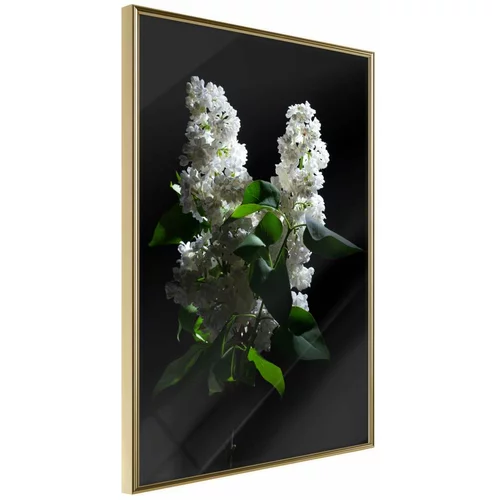  Poster - White Lilac 30x45