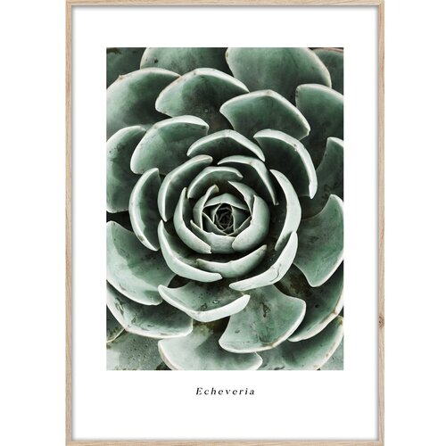 Styler Plakat v okvirju 50x70 cm Echeveria - Styler Slike