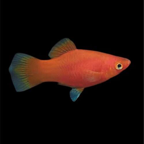  xiphophorus maculatus var. - plati koral Cene