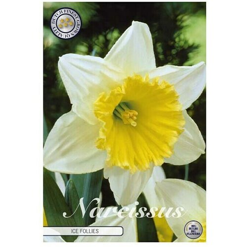 Cvjetne lukovice Narcisa large cupped Ice Follies (Bijela, Botanički opis: Narcissus) Slike