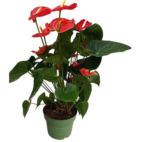 Plant in a Box Flamingovec - Anturij - Anthurium 'Madural Red' - Višina 55-70cm - ø17cm, (21758171) Cene