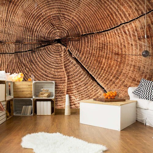  Tapeta - Tree trunk cross section 300x231 Slike
