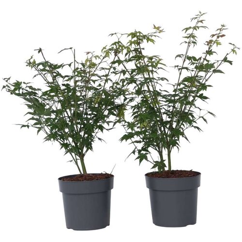 Plant in a Box japonski javor - 2 kos - acer 'little princess' - višina 45-55cm - ⌀19cm, (21757598) Cene