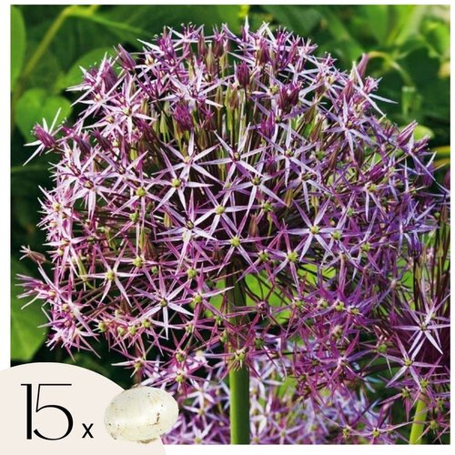 Plant in a Box Luk - 15 kos - Allium 'Christophii' - Cvetne čebulice - Vijolična, (21755630) Cene