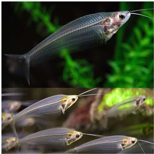 Akvarijum Centar Glass catfish Cene