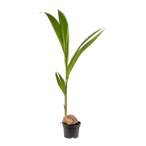 Rasadnik Topalović cocos Nucifera 19/130 Slike
