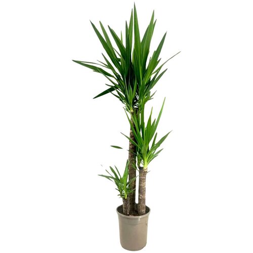 Plant in a Box prstasta juka - yucca elephantipes - višina 130-140cm - ⌀24cm, (21814278) Cene